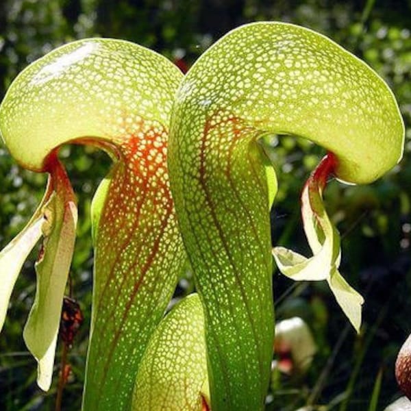 Cobra lily - Darlingtonia california - plante carnivore - graines de 10 graines