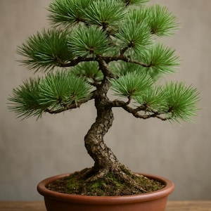 30 Semillas de Pinus Thunbergii – Bonsái Pino Negro Japonés, Semillas Premium, Árbol Bonsái Ideal para Cultivo, Jardinería y Coleccionistas