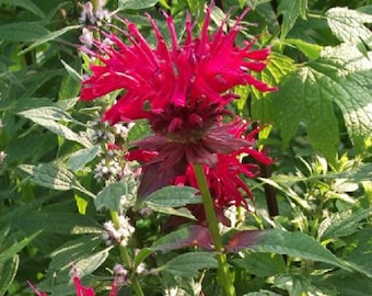 Flor Bálsamo abejas - Monarda didyma -    semillas  frescas