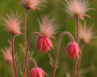 500 graines de Geum triflorum | Semences en vrac Prairie Smoke | Fleur sauvage vivace | Semences naturelles pour jardins et aménagements paysagers