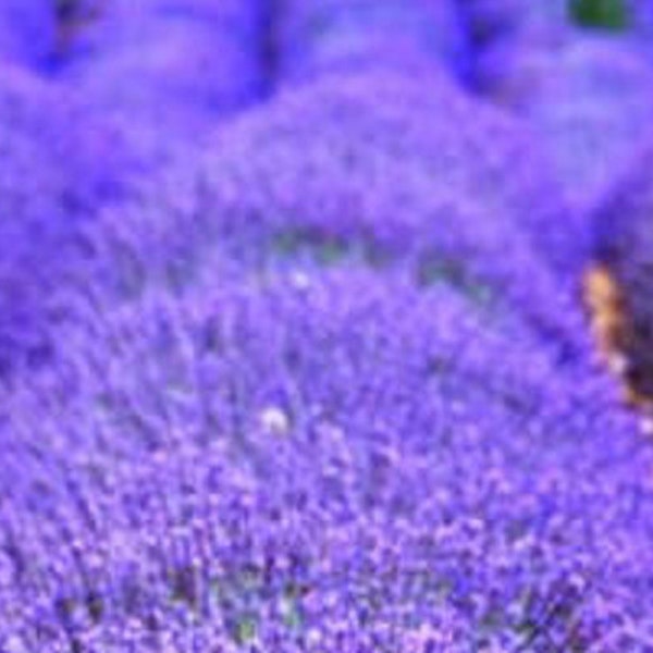 Lavandula officinalis - Gewöhnlicher Lavendel - 300 Samen