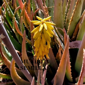 Puede incluir: Primer plano de una planta de aloe vera con una flor amarilla vibrante en plena floración. Las hojas gruesas y carnosas de la planta son una mezcla de verde y marrón rojizo. Incluye el texto "MUNDO SEMILLAS".