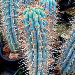 ORIGINAL BLUE CACTUS true blue cactus cacti 20 fresh seeds