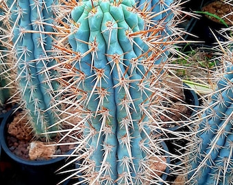 ORIGINAL BLUE CACTUS true blue cactus cacti 20 fresh seeds