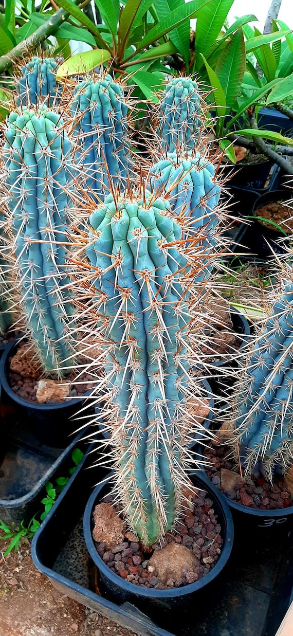 kentia palme wohnzimmer Kentia Palme Kunstpflanze 65cm Deko pflegeleicht kaufen main image 1