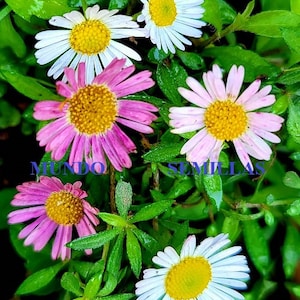 100 Samen von Erigeron karvinskianus - Mexikanisches Gänseblümchen - ideal für Steingarten