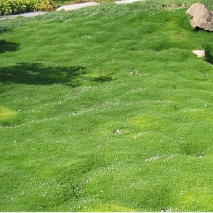 Irish Moss Seeds - Sagina subulata - Stunning ground cover that blooms attractive white flowers