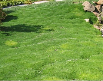 Semillas de Musgo irlandés -Sagina subulata - impresionante cubierta de suelo que florece atractivas flores blancas