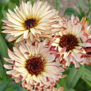 CALENDULA red buff seeds - Calendula officinalis - aromatic and edible flowers