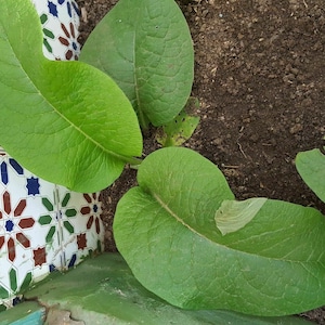 Symphytum officinale - Smeerwortel - zaden