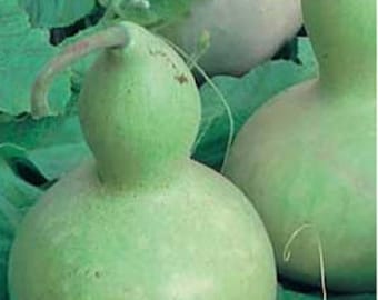 20 Bottle Gourd Seeds - very ornamental variety