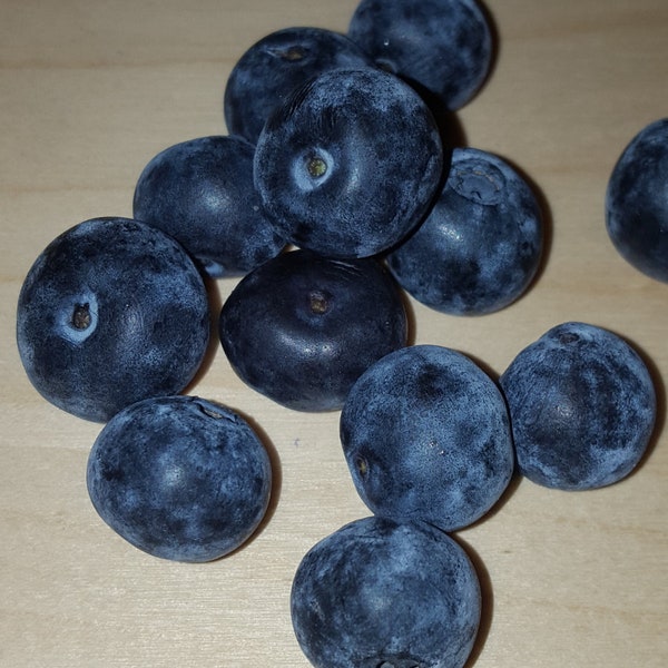 100 Samen Nördlicher hoher Strauch von essbaren blauen Beeren Vaccinium Blaubeere Weiße Blüten