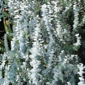 Eucalyptus pulverulenta Baby Blue seeds - Silver dollar