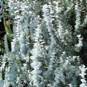 Graines d'Eucalyptus pulverulenta Baby Blue - Dollar en argent