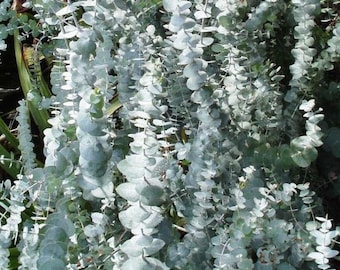 Eucalyptus pulverulenta Baby Blue Samen - Silberdollar