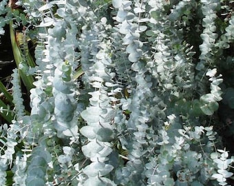 Semillas de Eucalyptus pulverulenta Baby Blue - Silver dollar