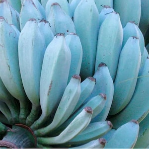 Peut inclure: Une grappe de bananes bleues, une variété rare de banane à la peau bleu-vert.