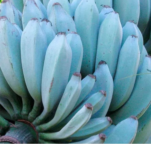 Banano Blue Java Vaso 17cm - Pianta Vera Con Frutti Dal Sapore Di Vaniglia