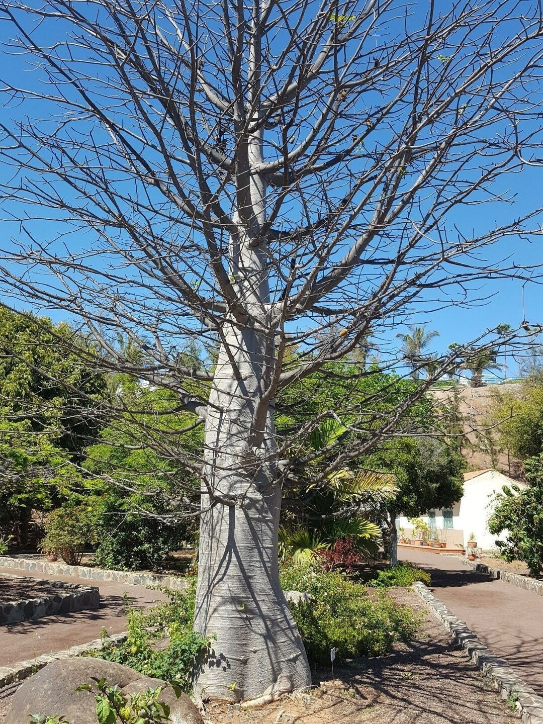 バオバブ　Adansonia digitata バオバブ Adansonia digitata 6粒 - Etsy 日本