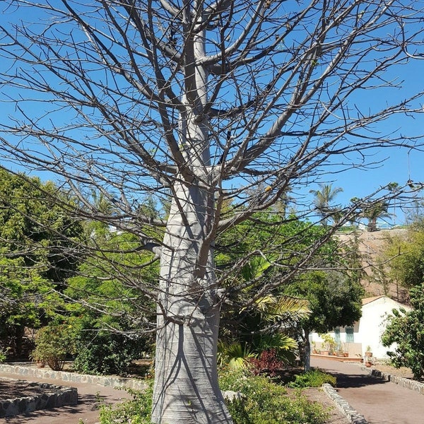 7 graines de baobab géant avec un taux de germination élevé. Adansonia digitata