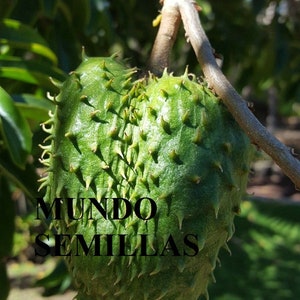 Soursop Seeds - Annona muricata