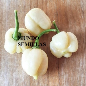 Op de afbeelding: Vier witte ghost pepper pepers op een houten oppervlak. De pepers hebben een hartvorm en een gladde, wasachtige textuur. De tekst "MUNDO SEMILLAS" is zichtbaar in de afbeelding.