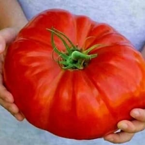 Puede incluir: Un tomate grande y rojo brillante sostenido en las manos de una persona. El tomate es muy grande y tiene un color rojo intenso.