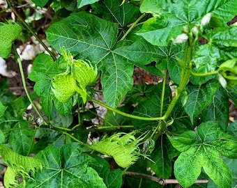 12 Semi Di Cotone Gossypium &ndash; Pianta Del Cotone Da Seminare In Primavera