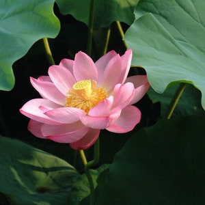 Lotus Flower Nelumbo nucifera - Aquatic Plant 10 Seeds seeds