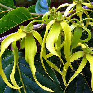 Op de afbeelding: Close-up van gele ylang-ylang bloemen die bloeien op een groene, bladerige tak. De bloemen hebben een delicate, geurige geur.