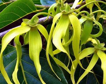 Semi di Ylang Ylang - Cananga odorata - albero dei profumi