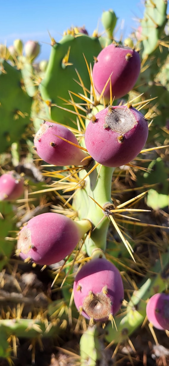 Feigenkaktus - Indischer Kaktus Opuntia dillenii (essbare Frchte) 100  frische Samen - Etsy.de
