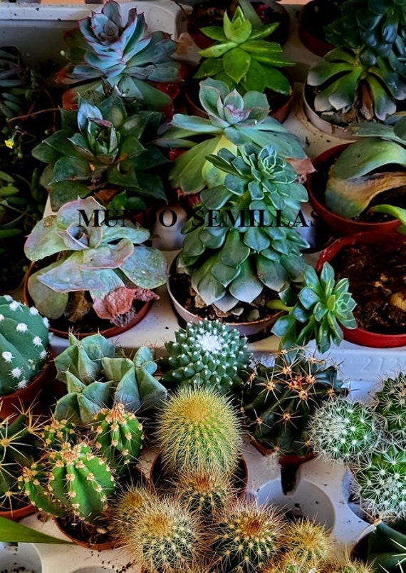 Semi Per Giardinaggio Indoor 24 Varietà Di Semi Di Piante Succulente Rare - Con Semi Di Lithops, 100 Semi Per Confezione, Per Coltivazione Indoor/outdoor Semi Piante Grasse Rare 24 Varietà