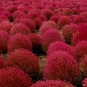 Pode incluir: Um campo de plantas vermelhas e felpudas, criando uma paisagem densa e texturizada. As plantas são todas redondas e parecem ser um tipo de arbusto.