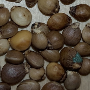 Puede incluir: Primer plano de un montón de semillas marrones y beige. Las semillas son de forma ovalada y tienen una textura ligeramente rugosa.
