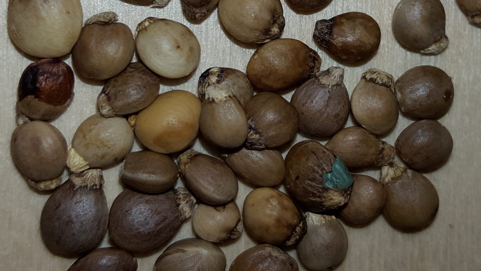 Pistachio planting seeds - Etsy 日本