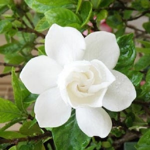 Semillas de Gardenia Jaminoides - Jazmín de l Cabo - arbusto de  flores  blancas perfumadas