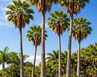 ワシントンヤシ（フィリフェラ）種子25個 - 巨大なカリフォルニア扇状