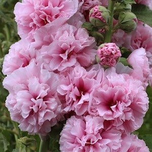 Double-flowered pink alcea 30 seeds - seeds graines samen
