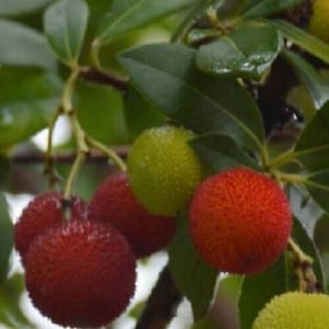 May include: Close-up of red and green berries growing on a tree branch. The berries have a bumpy texture and are arranged in a cluster.
