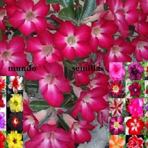 ADENIUM SOMALENSE VARIETA' CRISPUM - 5 SEMI