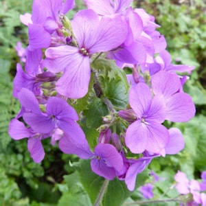 Puede incluir: Un grupo de flores de color púrpura vibrante con pétalos delicados, floreciendo en un exuberante jardín verde.