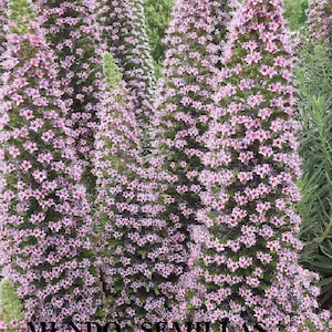 Riesiger ROSA TAJINASTE - Echium - Turm der Juwelen rosa Blüten 10 Samen Samen sehr selten