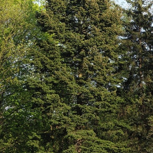 Peut inclure: Un grand arbre à feuilles persistantes vert avec un tronc épais et de nombreuses branches. L'arbre se trouve dans un environnement forestier avec d'autres arbres en arrière-plan.