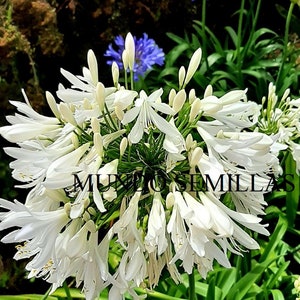 AGAPANTO white giant flower African lily Agapanthus 100 seeds - seeds