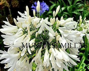 White Agapanthus Bulbs - Etsy Singapore