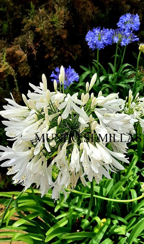 Planta De Agapanto Agapanthus Africanus Tuberosa Azul Lirio Africano