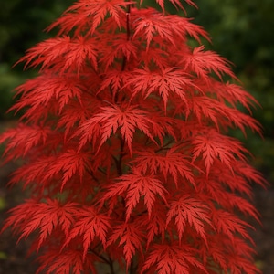Graines d'Acer palmatum dissectum | Érable du Japon à feuilles découpées | Bonsaï, arbre ornemental, jardinage, feuilles fines et décoratives