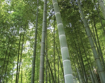 BAMBÙ MOSO GIGANTE Phyllostachys pubescens 30 Semi - semi