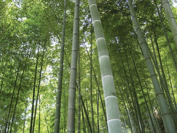 Riesen-Moso-Bambus (Phyllostachys pubescens)  30 Samen - Etsy.de